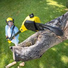 Best Tree Maintenance Programs  in Weeping Water, NE