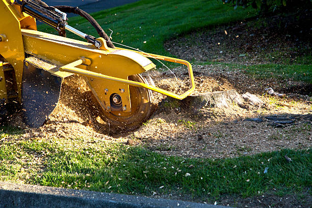 Weeping Water, NE  Tree Services Company