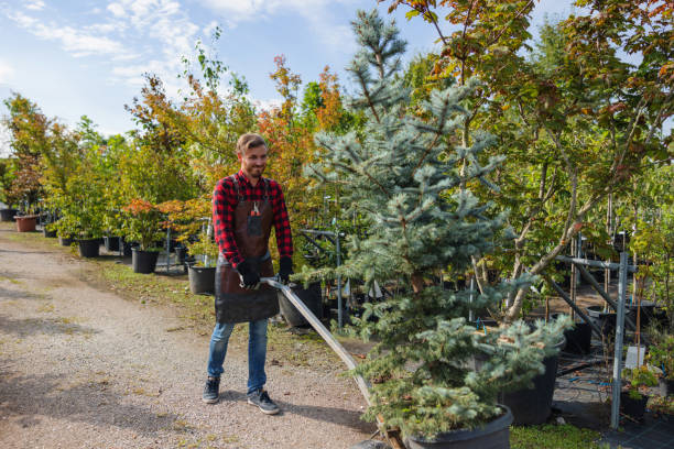 Why Choose Our Tree Removal Services in Weeping Water, NE?